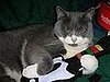 Best Videos of Cats Playing With Gadgets