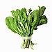 Arugula