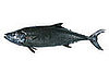 Escolar