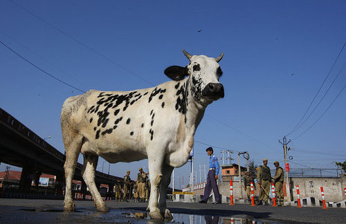 India to Introduce Cow Urine Beverage