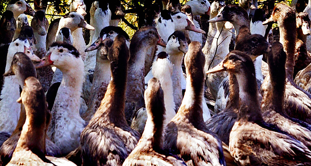 Village Voice Article: Foie Gras Humanely Produced Village Voice Article: Foie Gras Humanely Produced