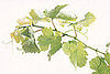 Cilantro Preferences May Be Genetic