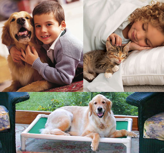 Win an Iams Package For Your Cat or Dog and Two Kuranda Beds For Shelter Pets 2009-02-25 12:45:04 Win an Iams Package For Your Cat or Dog and Two Kuranda Beds For Shelter Pets 2009-02-25 12:45:04