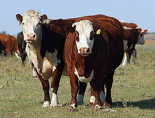 Niman Ranch Founder Denounces Company's New Owners