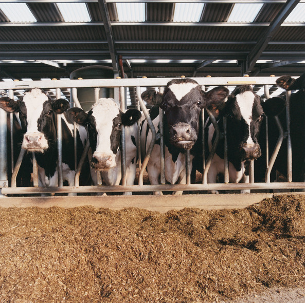 Falling Prices Mean Dire Times for Dairy Farmers Falling Prices Mean Dire Times for Dairy Farmers