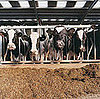 Falling Prices Mean Dire Times for Dairy Farmers