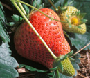 Spring Fruits Vine Ripening Quiz