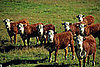 Poll: Should Meat Be Seasonal?