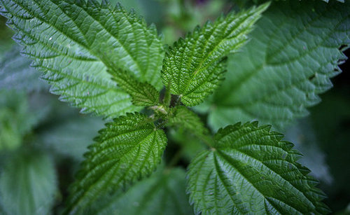 6 Unusual Spring Vegetables