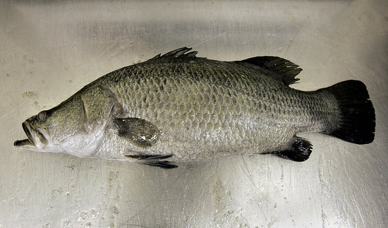 Barramundi Barramundi
