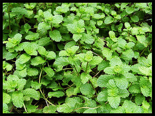 Recipes containing mint anyone?