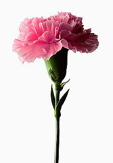 Yummy Links: From Carnations to Thomas Keller