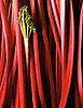 Yummy Links: From Rhubarb to the Swine Flu
