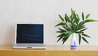 Boost Your Mood With a Desk Plant