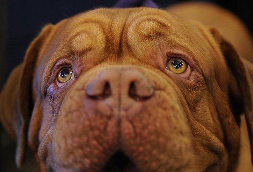 Breed Spotlight: Dogue de Bordeaux Breed Spotlight: Dogue de Bordeaux