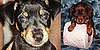 I Need Your Help . . . Introducing a New Puppy to Existing Dog!