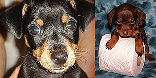 I Need Your Help . . . Introducing a New Puppy to Existing Dog!