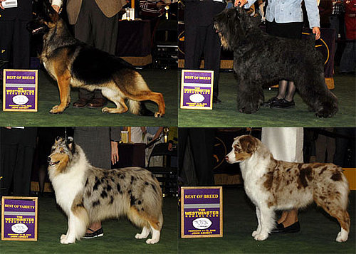 Herding Group Herding Group