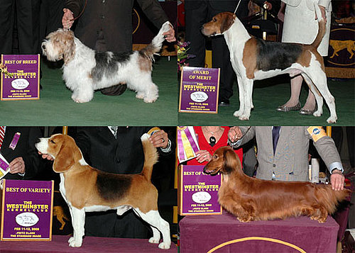 Hound Group Hound Group
