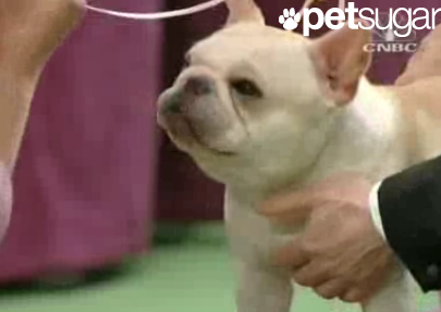 Wishbone Stole the Show! Wishbone Stole the Show!