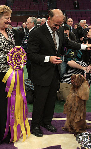Stump the Sussex Spaniel wins the 133rd Westminster Kennel Club Dog Show in 2009