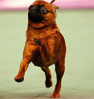 Guess What Breed?