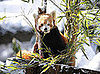 Guess What Animal?