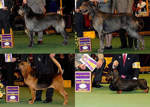 2009 Westminster Winners: Hound Group