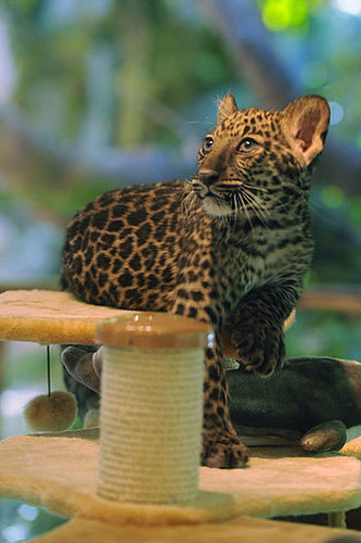 Baby Jave! Baby Jave!
