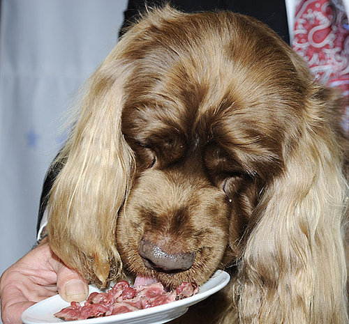 Stump Would Like the Steak, Please. Stump Would Like the Steak, Please.