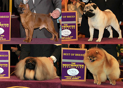 2009 Westminster Winners: Toy Group