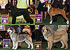2009 Westminster Winners: Working Group