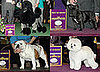 2009 Westminster Winners: Non-Sporting Group