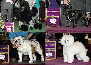 2009 Westminster Winners: Non-Sporting Group