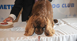 Stump Gets Brunch at Charlie Palmer's Metrazur Restaurant to Celebrate Best in Show at Westminster