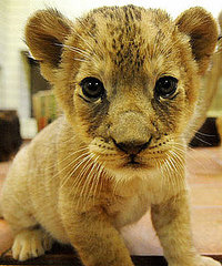 Awwwwfully Up Close and Personal With Two Lil Lions