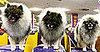 Guess What Breed?