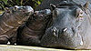 Two Little Hippos Play at Zoo Hamburg