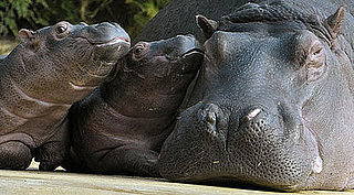 Three Baby Hippos Play at Zoo Hamburg (Tierpark Hagenbeck Hamburg)