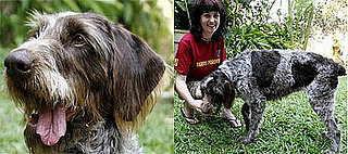 Could This Dog Save Cambodia's Tigers?