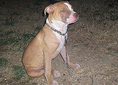 I Need Your Help . . . My Puppy Has Mange!