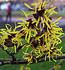 Witch Hazel 