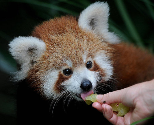 Pemba the Red Panda Has a Full Future of Taste Testing 