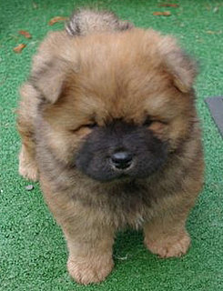 Martha Stewart's New Puppy Dies In a Propane Explosion