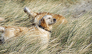 Do Tell: Do Your Pups Behave Like Their Ancestors?