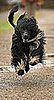 Breed Spotlight: Portuguese Water Dog