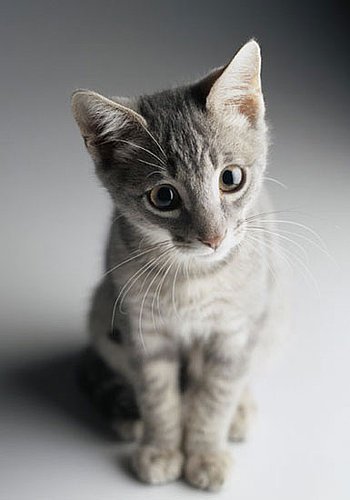 How Often Do You Clean the Litterbox?