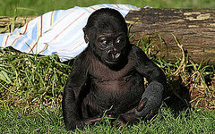 Hi, Hasani! SF Zoo's Gorilla Gets Named by Daddy