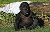 Hi, Hasani! SF Zoo's Gorilla Gets Named by Daddy