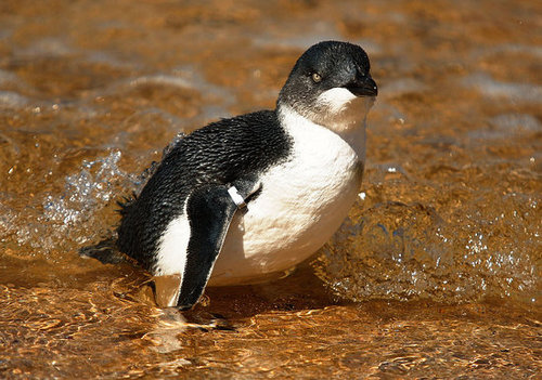 Two Little Penguins: North and South Two Little Penguins: North and South